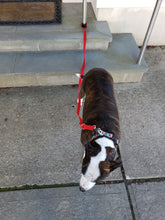 Load image into Gallery viewer, Cafe Leash