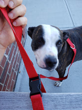 Load image into Gallery viewer, Cafe Leash